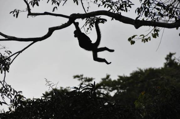 A Chita, uma macaca-aranha na fazenda dos poços termais, na região de Boquete, no Panamá